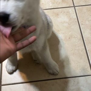 Meet your Posher, Lloyd